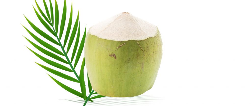 Fruto coco de coqueiro